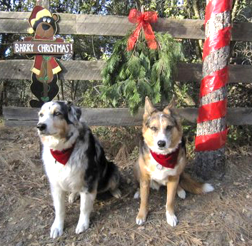 Flash & Foxy Xmas